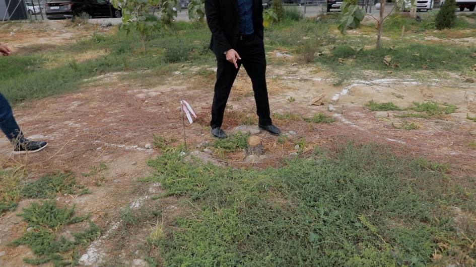 Toshkentda yana daraxtkushlik: 200 dan ortiq ko‘chatlar yo‘q qilindi